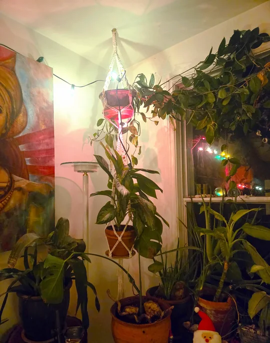 Another view of the Macramé Plant Hanger for a Terracotta Pot